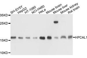 Western blot analysis of extracts of various cell lines, using HPCAL1 antibody (ABIN4903961) at 1:1000 dilution. (HPCAL1 抗体)