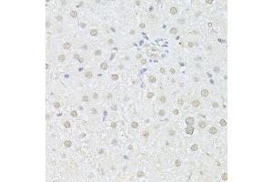 Immunohistochemistry of paraffin-embedded rat liver using AKT1 antibody. (AKT1 抗体  (C-Term))