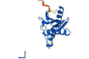 Protein Structure (PS) image for Cytidine Deaminase (CDA) (AA 1-146) protein (His tag) (ABIN7556472)