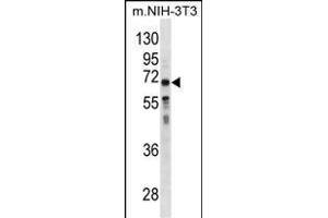 GGT1 Antibody (N-term) (ABIN1881373 and ABIN2838799) western blot analysis in mouse NIH-3T3 cell line lysates (35 μg/lane). (GGT1 抗体  (N-Term))