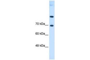 Image no. 1 for anti-Solute Carrier Family 7 (Cationic Amino Acid Transporter, Y+ System), Member 4 (SLC7A4) (AA 281-330) antibody (ABIN6736656) (SLC7A4 抗体  (AA 281-330))