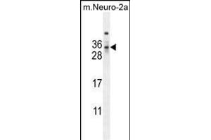 F1 Antibody (Center) (ABIN654163 and ABIN2844027) western blot analysis in mouse Neuro-2a cell line lysates (35 μg/lane). (MAF1 抗体  (AA 90-117))