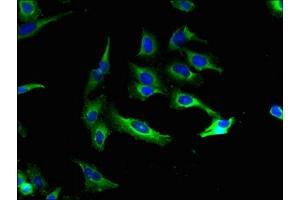 Immunofluorescence (IF) image for anti-Potassium Large Conductance Calcium-Activated Channel, Subfamily M, alpha Member 1 (KCNMA1) (AA 1-86) antibody (ABIN7146334)
