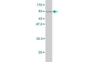 Western Blot detection against Immunogen (78. (AKT1 抗体  (AA 1-480))