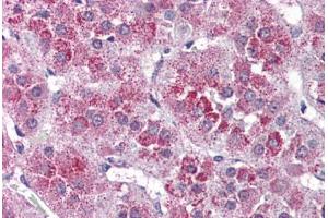 Human Adrenal (formalin-fixed, paraffin-embedded) stained with NTSR2 antibody ABIN399994 at 10 ug/ml followed by biotinylated goat anti-rabbit IgG secondary antibody ABIN481713, alkaline phosphatase-streptavidin and chromogen. (NTSR2 抗体  (Internal Region))