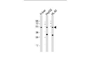 All lanes : Anti-BT Antibody (N-Term) at 1:2000 dilution Lane 1: human liver lysate Lane 2: HepG2 whole cell lysate Lane 3: HL-60 whole cell lysate Lysates/proteins at 20 μg per lane. (BAAT 抗体  (AA 107-148))