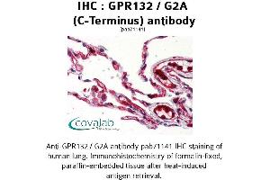 Image no. 2 for anti-G Protein-Coupled Receptor 132 (GPR132) (C-Term), (Cytoplasmic Domain) antibody (ABIN1734931)
