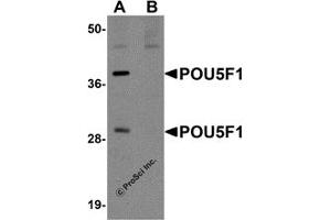 Western Blotting (WB) image for anti-POU Class 5 Homeobox 1 (POU5F1) (C-Term) antibody (ABIN1030595) (OCT4 抗体  (C-Term))