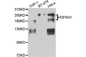 Western blot analysis of extracts of various cell lines, using EIF4G1 antibody. (EIF4G1 抗体)