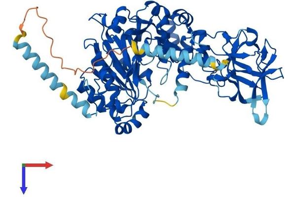 WBSCR17 Protein (AA 1-598) (His tag)