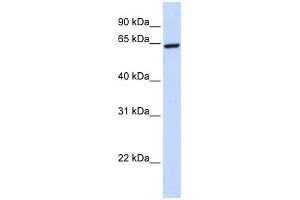 WB Suggested Anti-ZNF280B Antibody Titration:  0. (ZNF280B 抗体  (C-Term))