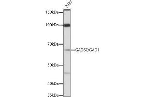 Western blot analysis of extracts of 293T cells, using (ABIN3017018, ABIN3017019, ABIN3017020 and ABIN6219924) at 1:1000 dilution. (GAD 抗体  (AA 1-200))