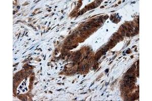 Image no. 2 for anti-Mitochondrial Translational Release Factor 1-Like (MTRF1L) antibody (ABIN1498693) (MTRF1L 抗体)