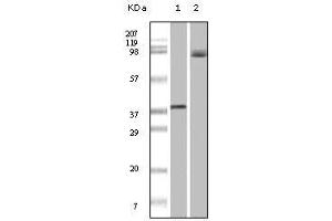 Western Blot showing BRAF antibody used against truncated recombinant Braf (1) and A431 cell lysate (2). (BRAF 抗体)