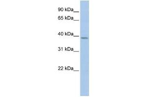 Western Blotting (WB) image for anti-Cyclin Y (CCNY) antibody (ABIN2459145) (Cyclin Y 抗体)