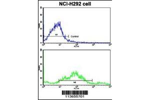 Flow cytometric analysis of NCI-H292 cells using CDH3 Antibody (N-term)(bottom histogram) compared to a negative control cell (top histogram). (P-Cadherin 抗体  (N-Term))