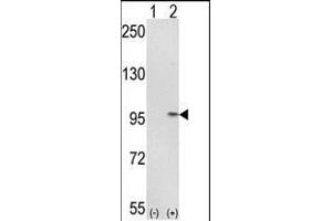 Western blot analysis of IT (arrow) using rabbit polyclonal IT Antibody (C-term) (ABIN389476 and ABIN2839538). (IMMT 抗体  (C-Term))