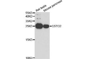 Western blot analysis of extracts ofrat testis and mouse pancreas cell lines, using GSTO2 antibody.