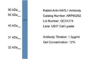 Western Blotting (WB) image for anti-Hippocampus Abundant Transcript-Like 1 (HIATL1) (C-Term) antibody (ABIN2788382) (HIATL1 抗体  (C-Term))