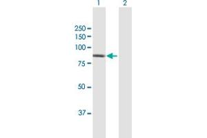 Western Blot analysis of PFKP expression in transfected 293T cell line by PFKP MaxPab polyclonal antibody. (PFKP 抗体  (AA 1-784))