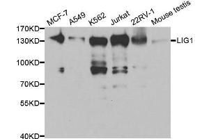 Western blot analysis of extracts of various cell lines, using LIG1 antibody. (LIG1 抗体  (AA 565-790))