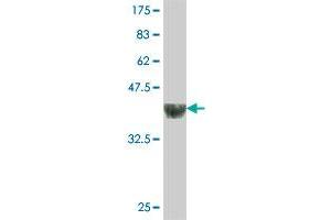 Western Blot detection against Immunogen (35. (GABPB1 抗体  (AA 274-360))