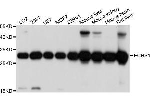 Western blot analysis of extracts of various cell lines, using ECHS1 antibody (ABIN4903537) at 1:1000 dilution. (ECHS1 抗体)