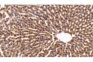 Detection of APOA5 in Rat Liver Tissue using Polyclonal Antibody to Apolipoprotein A5 (APOA5)