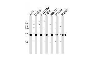 All lanes : Anti-RPL23 Antibody (Center) at 1:2000 dilution Lane 1: A431 whole cell lysate Lane 2: U-2OS whole cell lysate Lane 3: U-251 MG whole cell lysate Lane 4: THP-1 whole cell lysate Lane 5: NIH/3T3 whole cell lysate Lane 6: mouse brain lysate Lane 7: rat brain lysate Lysates/proteins at 20 μg per lane. (RPL23 抗体  (AA 49-78))