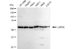 Western blotting analysis using USP39 antibody (ABIN7800735). (Recombinant USP39 抗体)