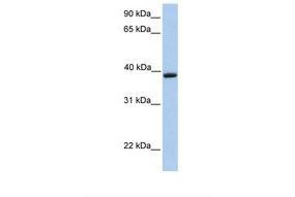 Aquaporin 10 抗体  (C-Term)