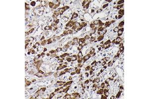 Immunohistochemistry (IHC) image for anti-Monoamine Oxidase B (MAOB) (AA 1-260) antibody (ABIN3022152)
