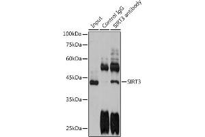 Immunoprecipitation (IP) image for anti-Sirtuin 3 (SIRT3) (C-Term) antibody (ABIN6147792)