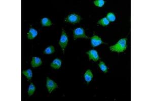 IF analysis of Peroxiredoxin 4 using anti-Peroxiredoxin 4 antibody (ABIN3043905).