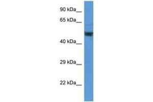 Image no. 1 for anti-Enolase 2 (Gamma, Neuronal) (ENO2) (AA 176-225) antibody (ABIN6746906) (ENO2/NSE 抗体  (AA 176-225))