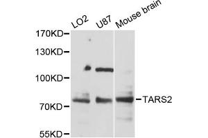 Western blot analysis of extracts of various cell lines, using TARS2 antibody (ABIN6293612) at 1:3000 dilution. (TARS2 抗体)