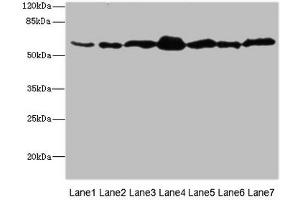 Western blot All lanes: NAE1 antibody at 1.