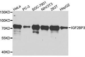 IGF2BP3 抗体  (AA 1-200)