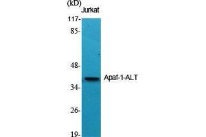 Western Blot (WB) analysis of specific cells using Apaf-1-ALT Polyclonal Antibody.