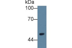 Western Blot; Sample: Rat Serum; Primary Ab: 1µg/ml Rabbit Anti-Rat VNN1 Antibody Second Ab: 0.