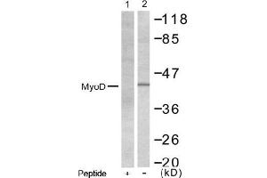 Image no. 1 for anti-Myogenic Differentiation 1 (MYOD1) (AA 198-202) antibody (ABIN197309) (MYOD1 抗体  (AA 198-202))