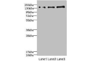 Western blot All lanes: NRXN1 antibody at 1. (Neurexin 1 抗体  (AA 31-310))