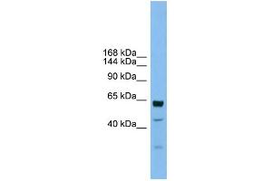WB Suggested Anti-UMODL1 Antibody Titration:  0. (UMODL1 抗体  (Middle Region))