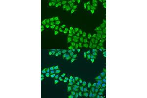 Immunofluorescence (IF) image for anti-ATP Synthase, H+ Transporting, Mitochondrial Fo Complex, Subunit B1 (ATP5F1) (AA 1-245) antibody (ABIN6137331)