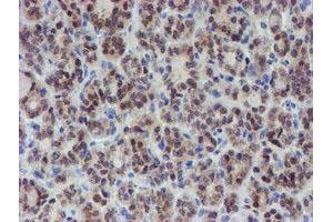 Image no. 5 for anti-Mannose Phosphate Isomerase (MPI) antibody (ABIN1499545) (MPI 抗体)