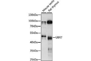 Western blot analysis of extracts of various cell lines, using UBR7 antibody (ABIN7271137) at 1:1000 dilution. (UBR7 抗体  (AA 76-425))