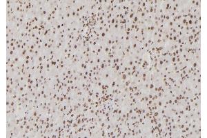 ABIN6265907 and ABIN6276855 at 1/100 staining Rat liver tissue by IHC-P. (USF1 抗体  (Internal Region))