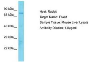 Image no. 1 for anti-Forkhead Box K1 (Foxk1) (AA 411-460) antibody (ABIN6750295) (Foxk1 抗体  (AA 411-460))