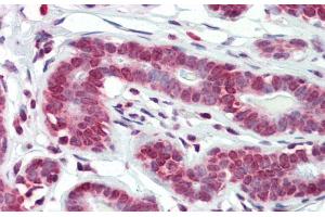 Immunohistochemistry with Human Breast tissue at an antibody concentration of 5. (RPF1 抗体  (N-Term))