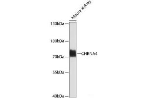 Western blot analysis of extracts of Mouse kidney using CHRNA4 Polyclonal Antibody at dilution of 1:1000. (CHRNA4 抗体)
